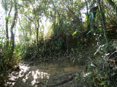 bifurcação-trilha-do-pico-da-tijuca-mirim-caminhadas-ecologicas-rj